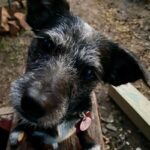 Elvira -Adopted