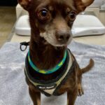 Roo-Adopted