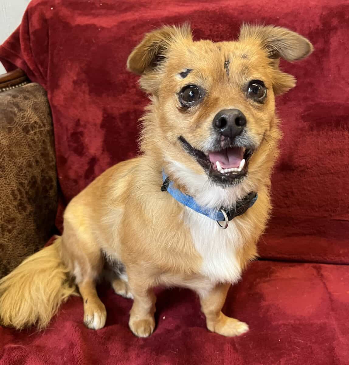 Rescue Theodore Adopted New Hope Animal Rescue, Austin TX