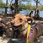 Acorn - Adopted