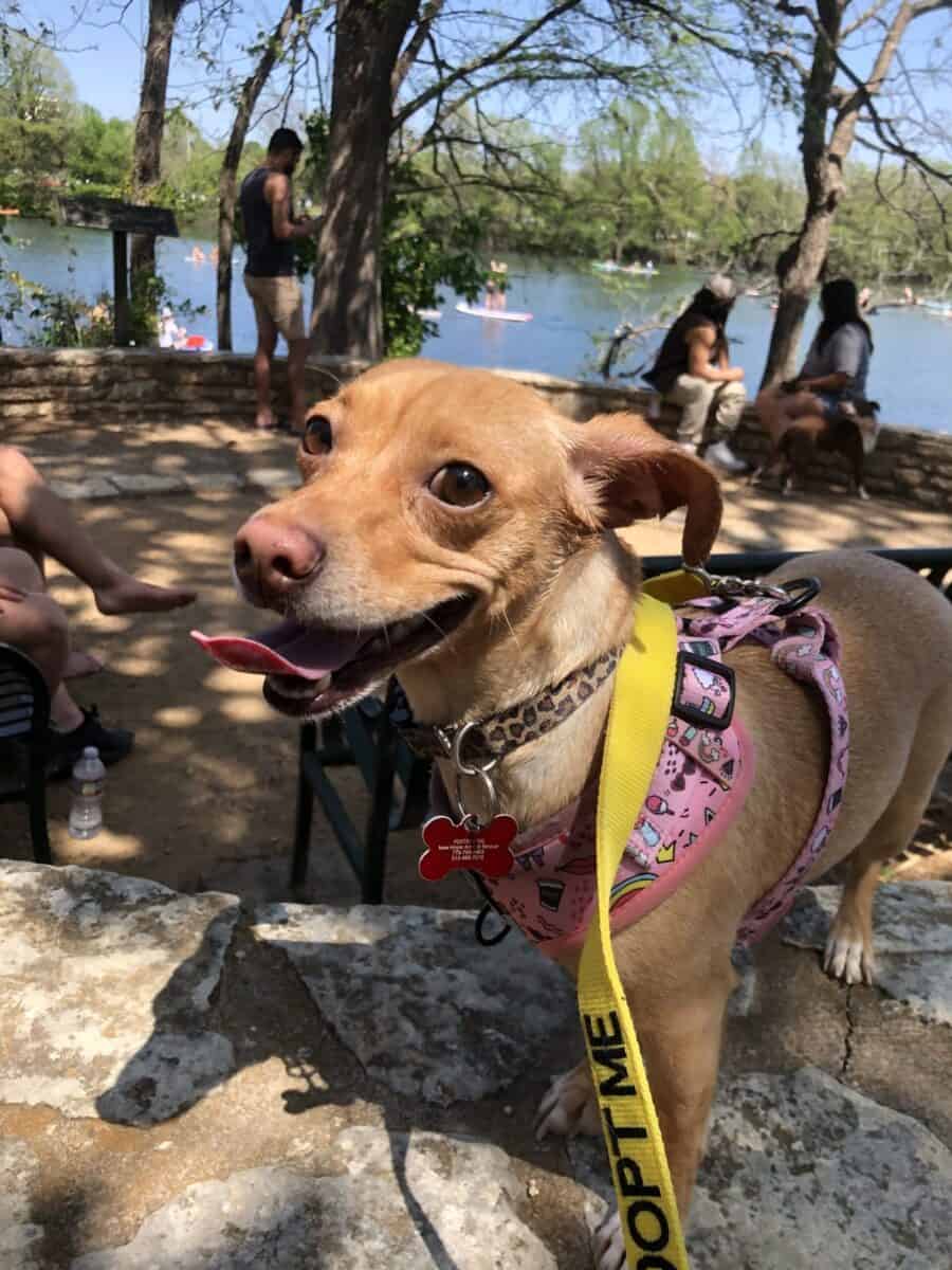 Rescue Acorn Adopted New Hope Animal Rescue, Austin TX