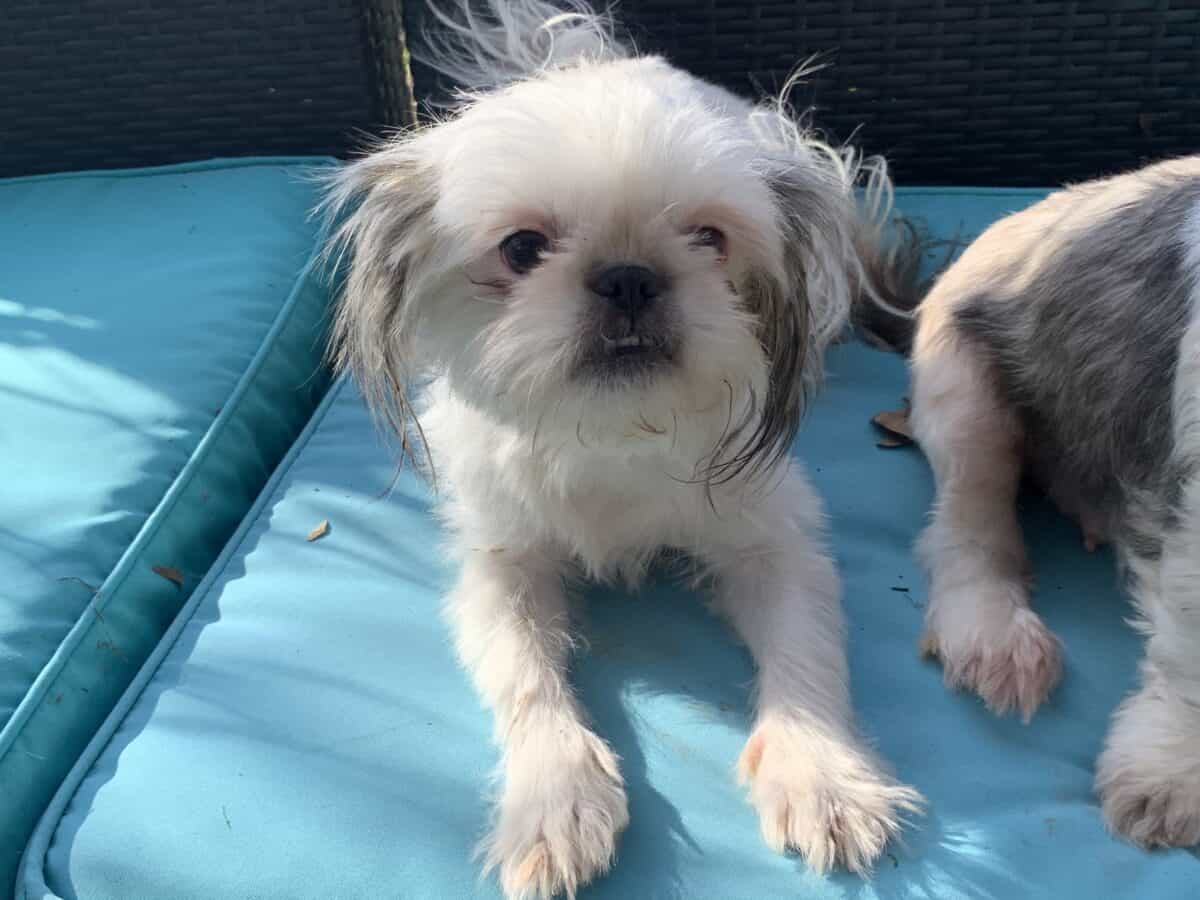 Rescue GraceAdopted New Hope Animal Rescue, Austin TX