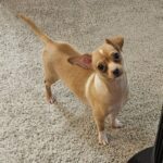 Wally Walnut-Adopted