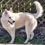 Hensley - Adopted