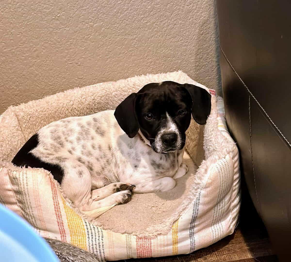 Rescue PuppersAdopted New Hope Animal Rescue, Austin TX