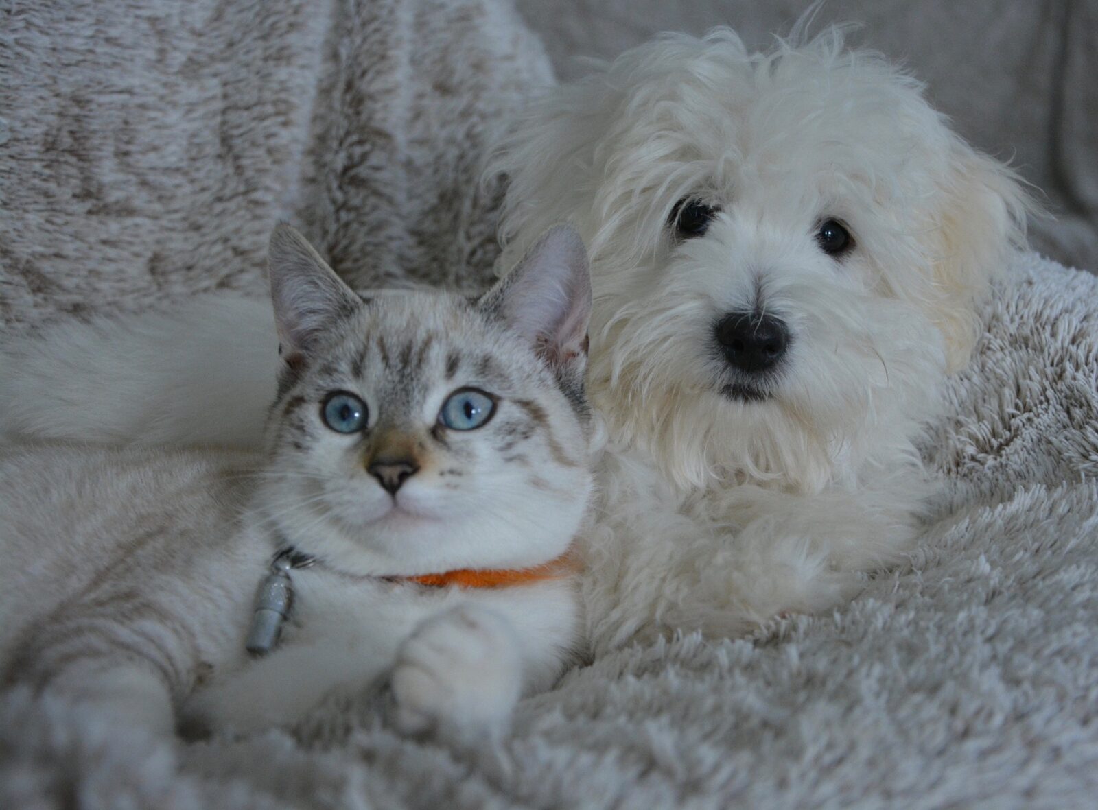 Donate to help our dogs and cats