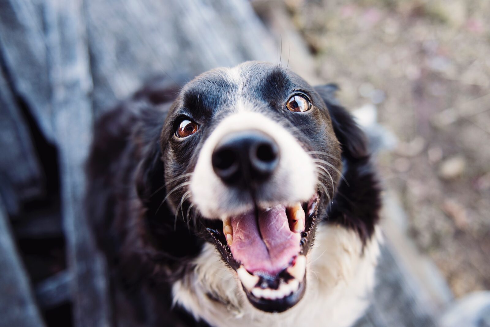 Adopt a dog with New Hope Animal Rescue, Austin, TX