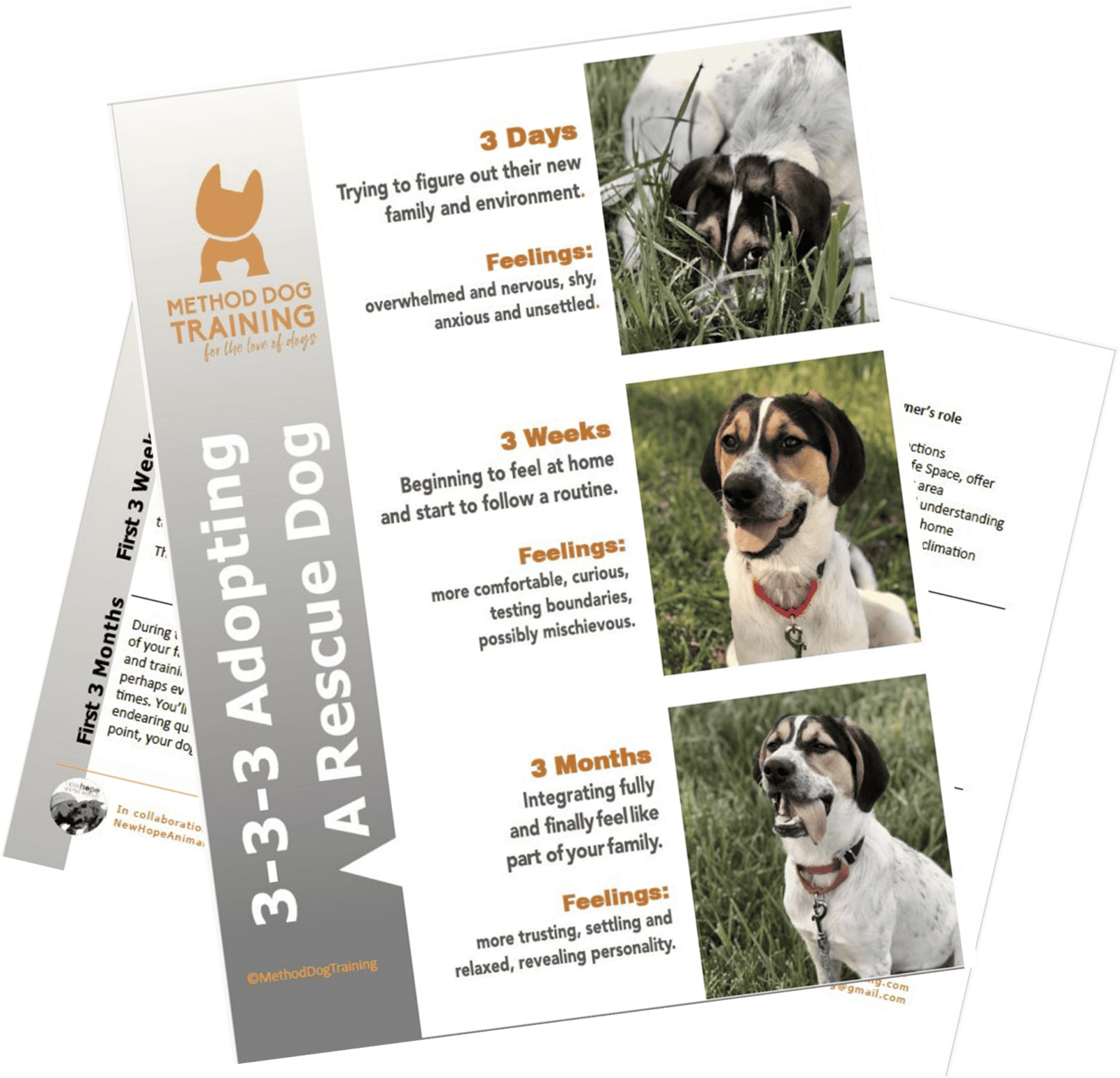 The 3-3-3 Rule of Adopting a Rescue Dog - New Hope Animal Rescue, Austin TX