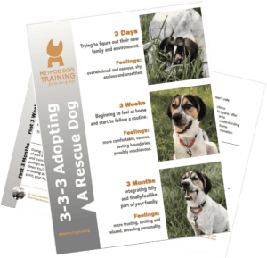 Rule of 333 for Adopting New dog or rescue dog