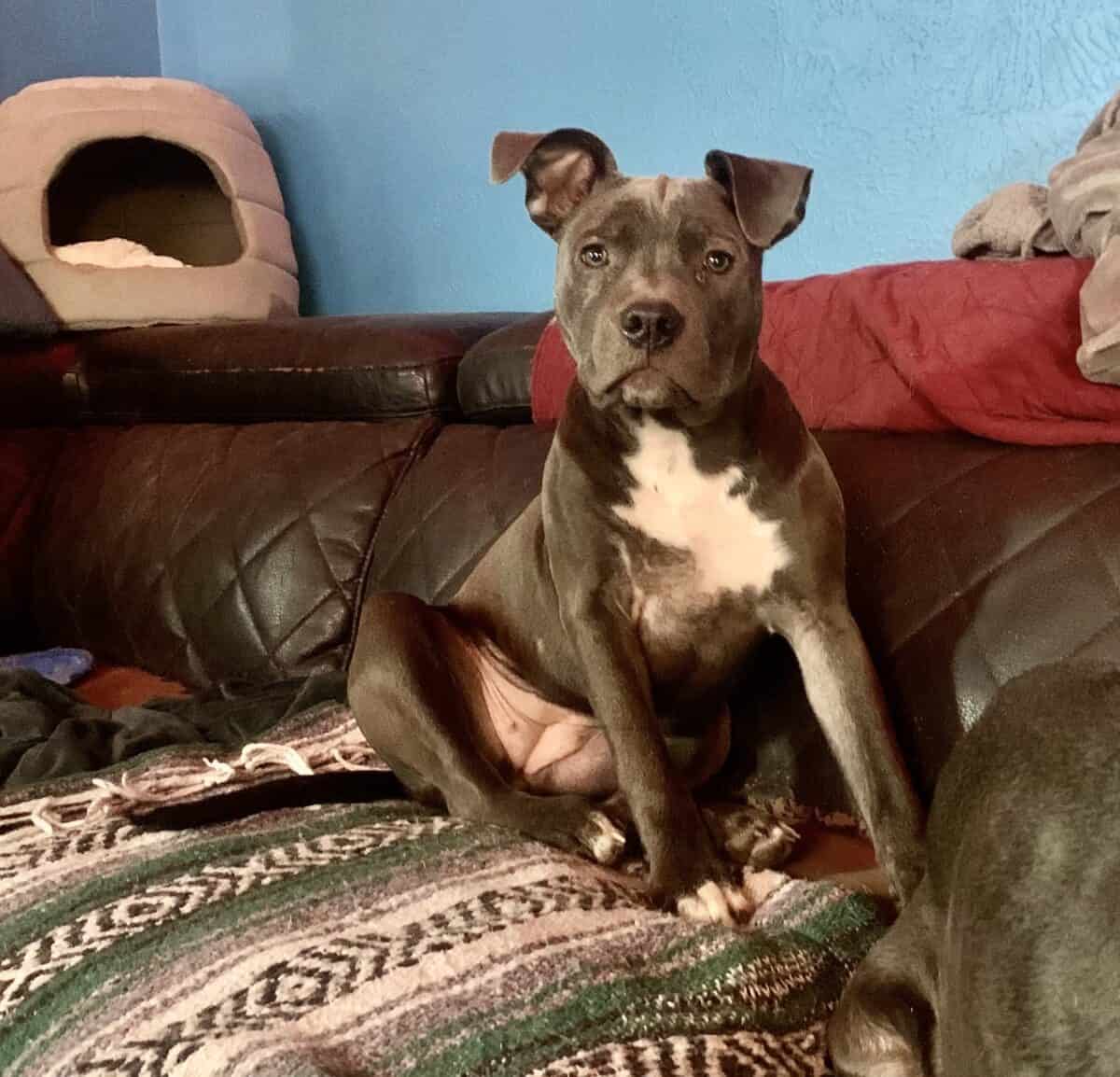 Rescue Scarlet Adopted New Hope Animal Rescue, Austin TX