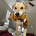 Kona 4 yo Lab mix