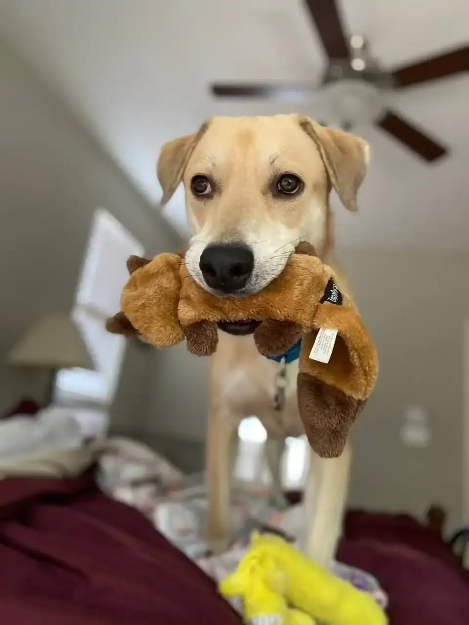 Kona 4 yo Lab mix