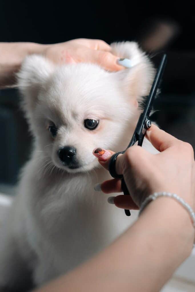 8 Steps to Responsible Pet Parenting: A Guide for New and Existing Pet Owners
