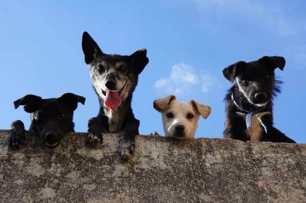 The 3-3-3 Rule of Adopting a Rescue Dog