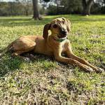 mixed breed young dog looking for adopter