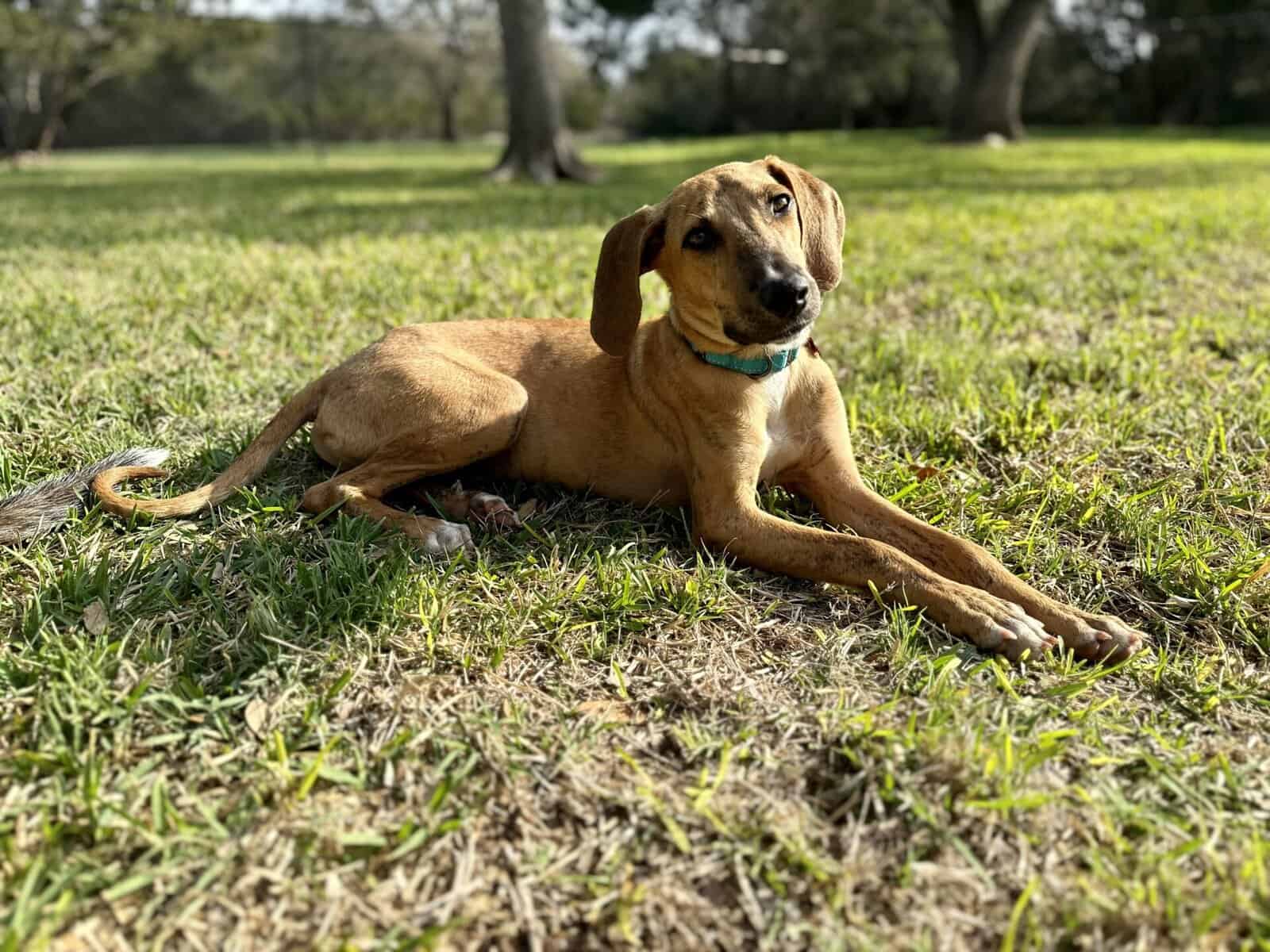mixed breed young dog looking for adopter