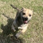 Adopt Thor - 7mo Chihuahua mix