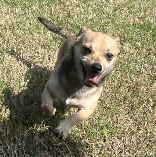 Adopt Thor - 7mo Chihuahua mix