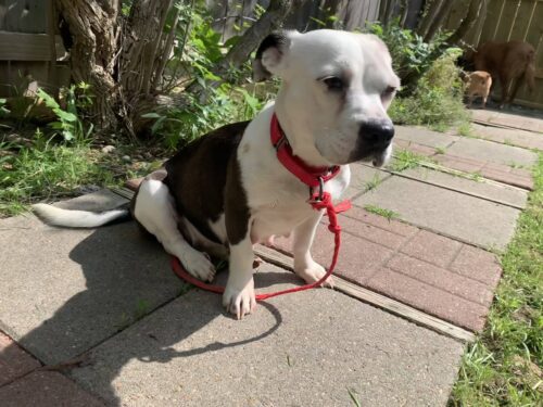 L'll Nonna pocket pittie