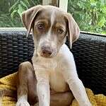 adopt Pope