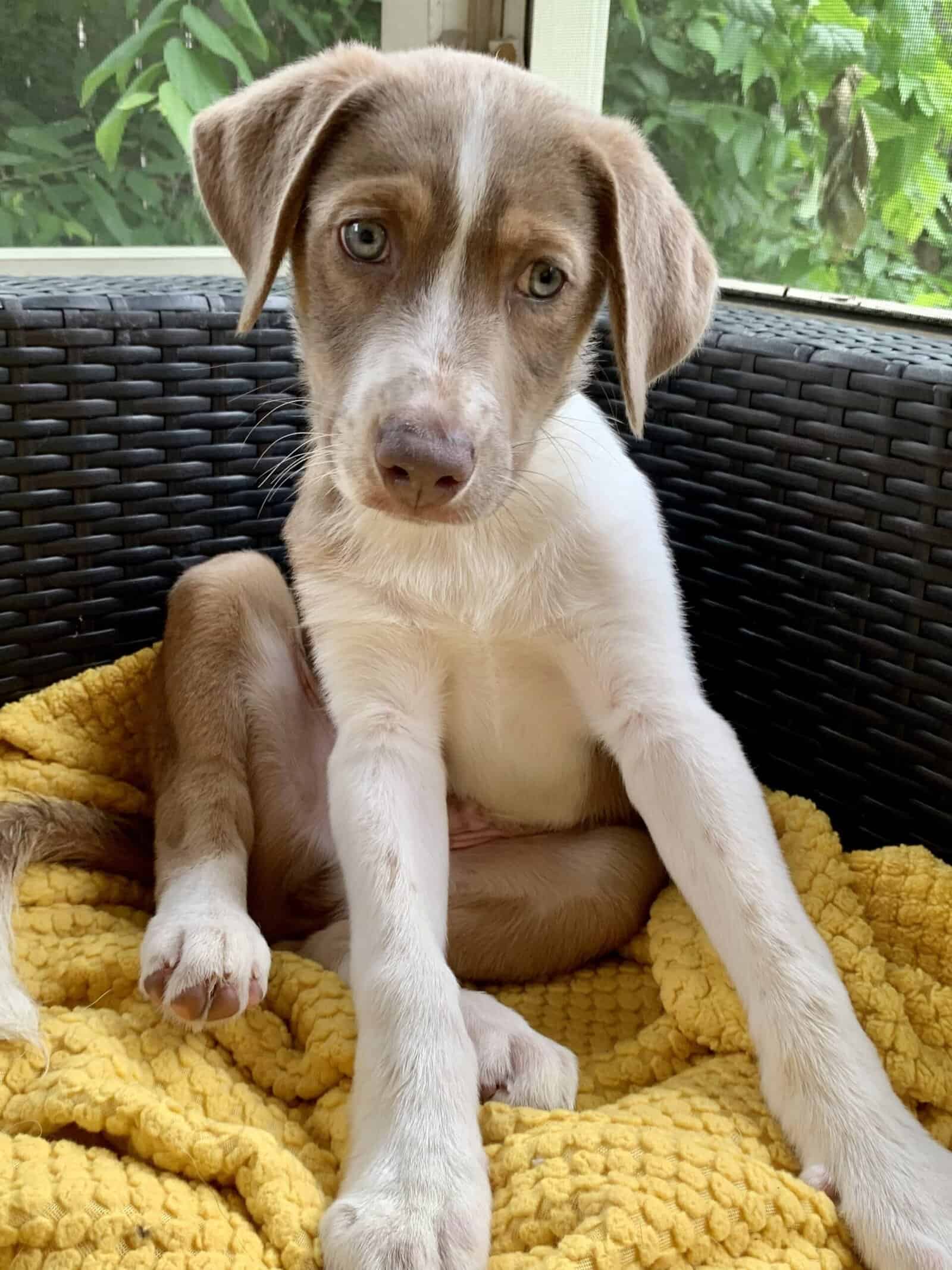 adopt Pope