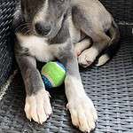 JJ-Adopted