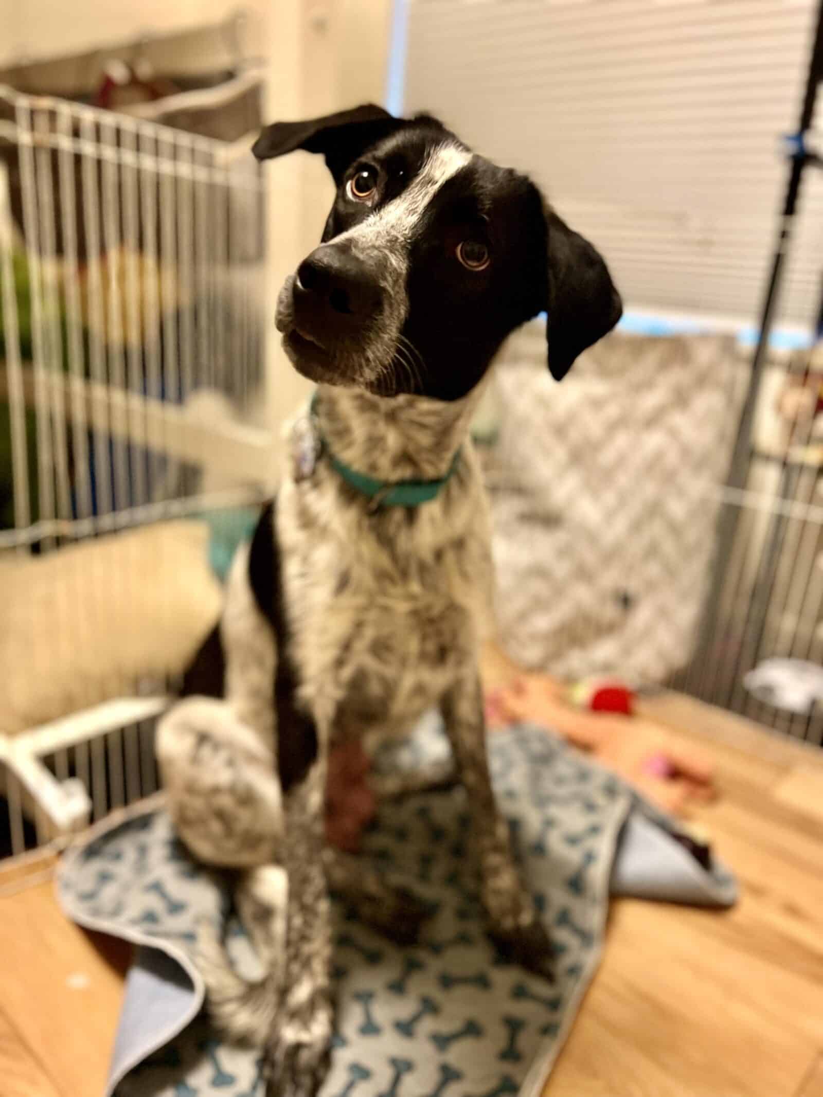 Heeler mix momma