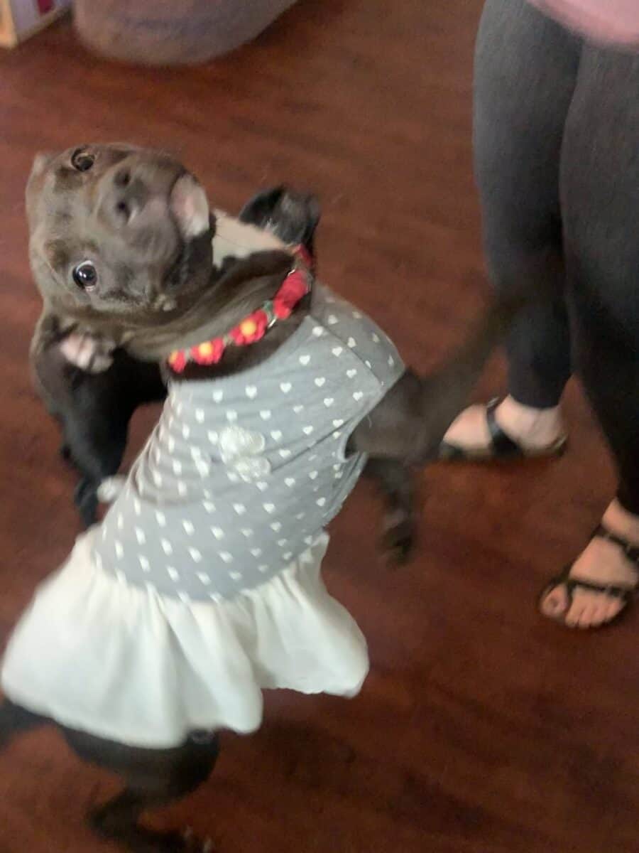 Rescue MinnieAdopted New Hope Animal Rescue, Austin TX