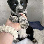 Adopt heeler puppy
