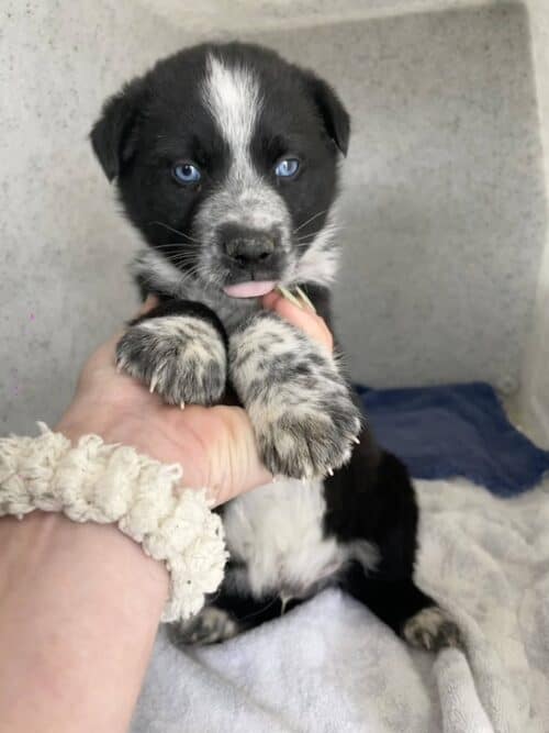 Adopt heeler puppy