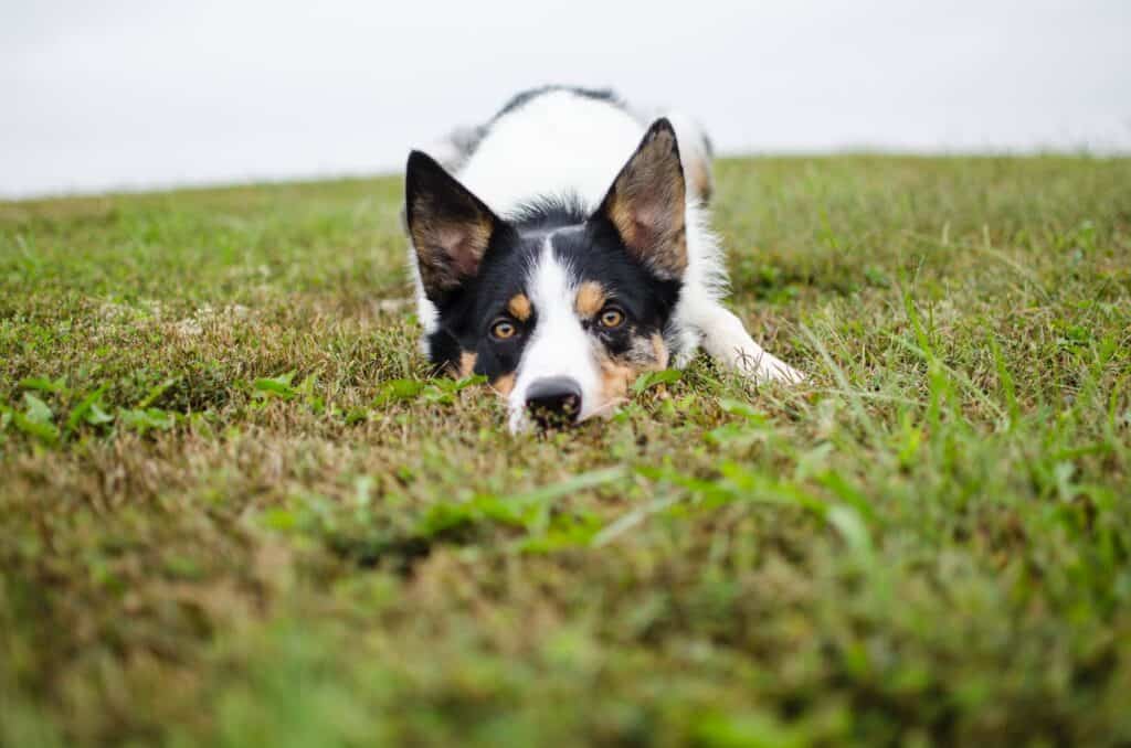 Canine Distemper: A Preventable Crisis