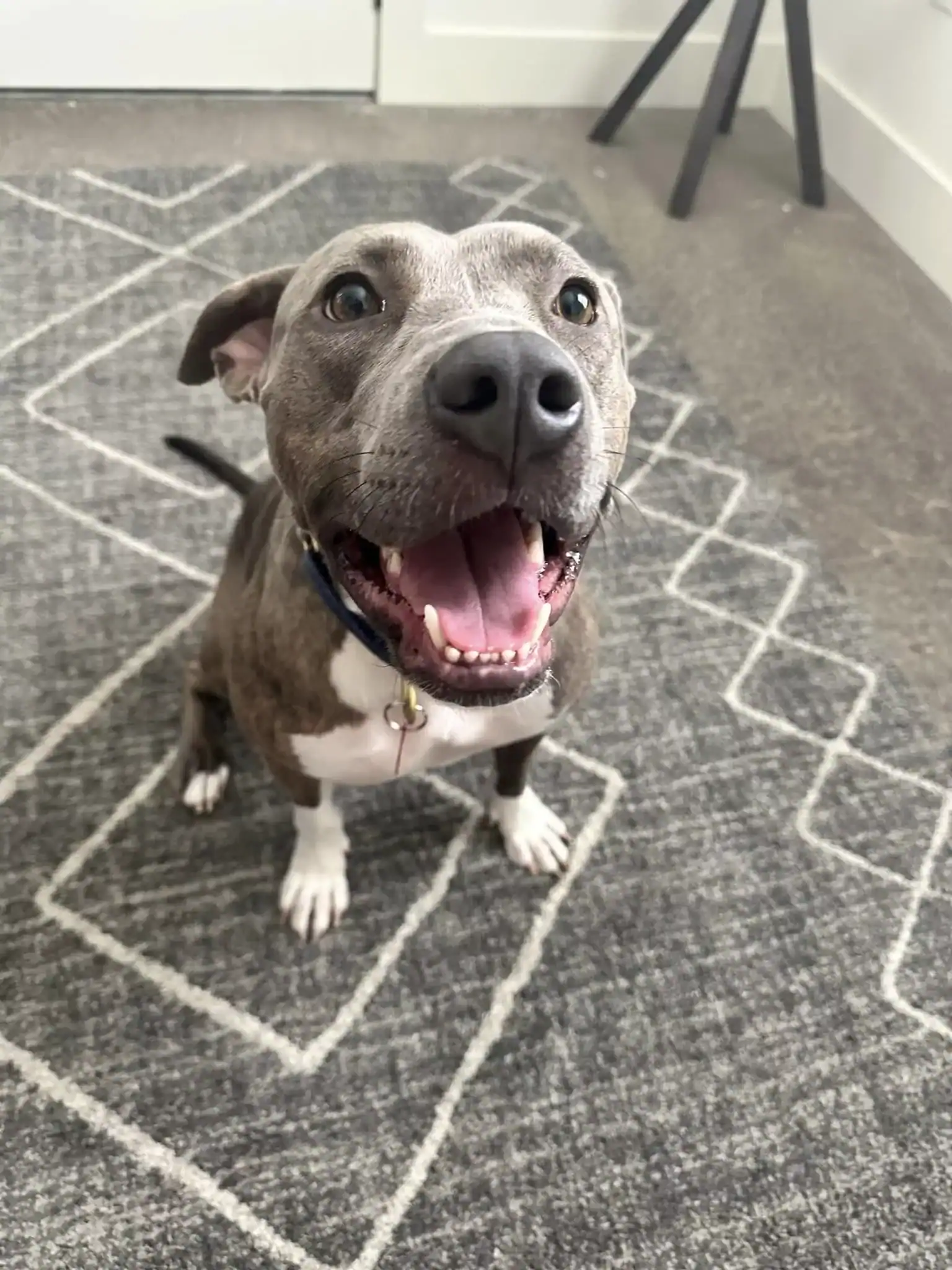 Adopt Papaya - a wiggly happy pitbull