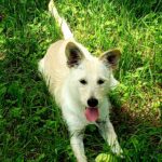Adopt Neo - Terrier mix puppy