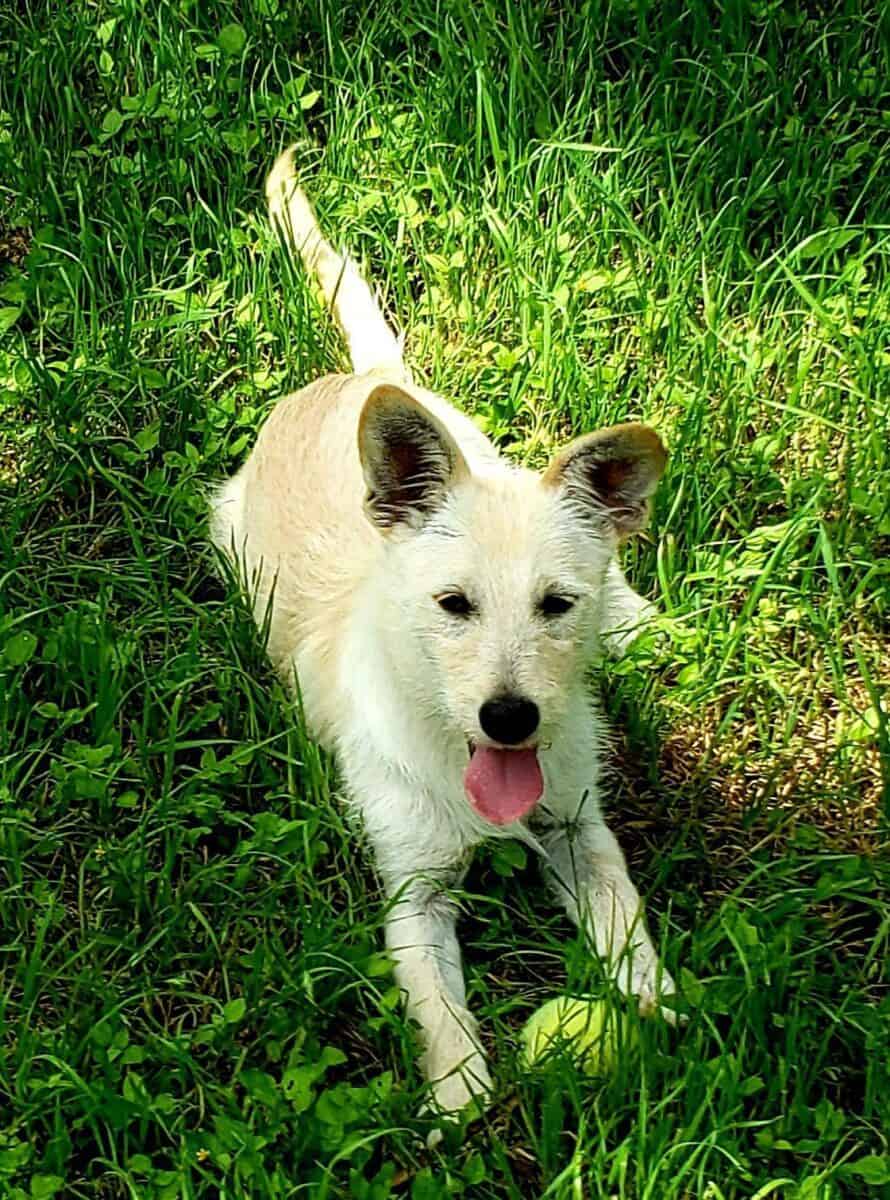 Adopt Neo - Terrier mix puppy