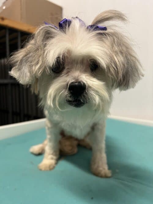 Blind Lhaso Apso
