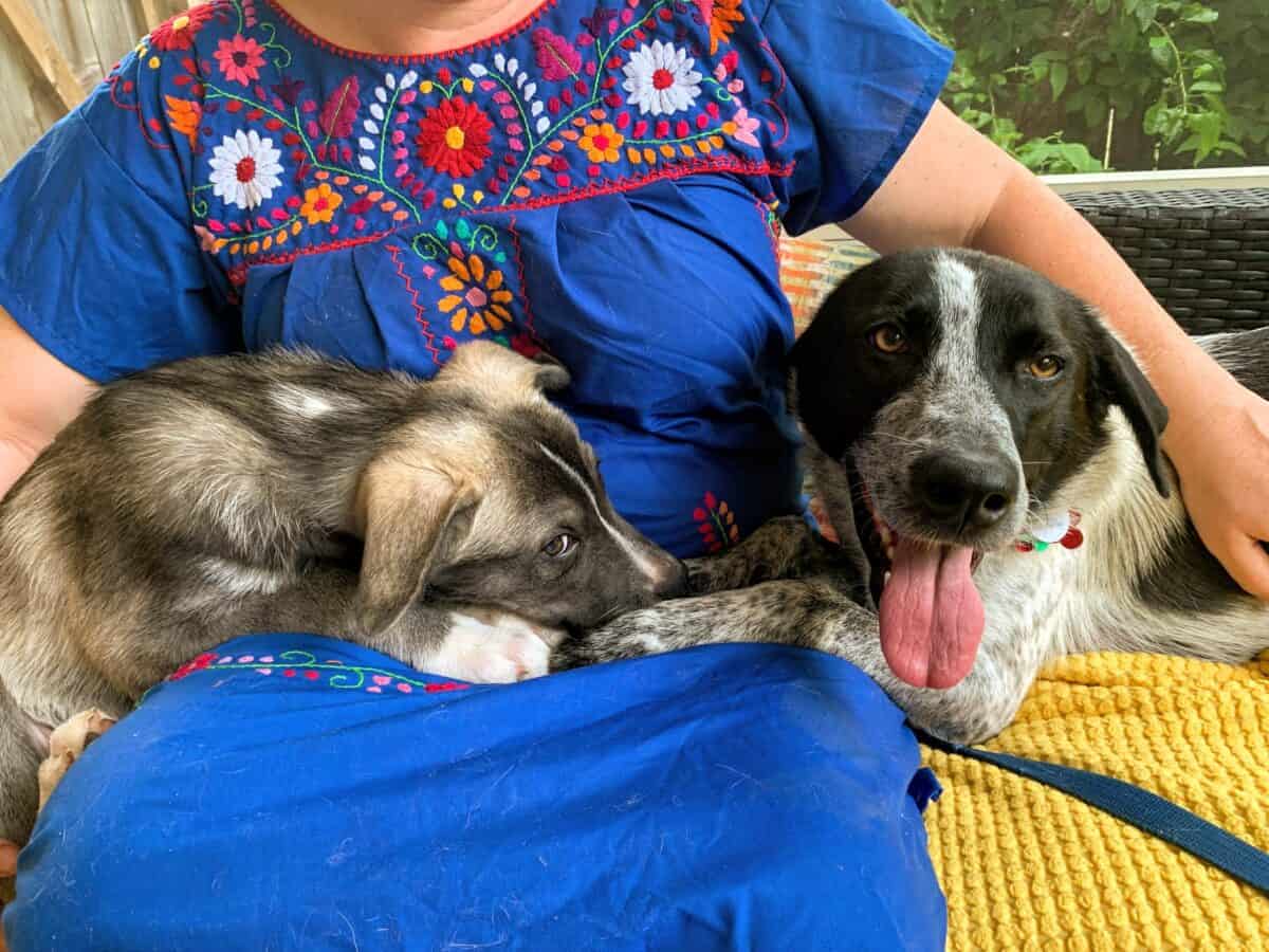 Unleashing Hope for Roxy, JJ and Pope New Hope Animal Rescue, Austin TX