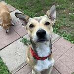 Adopt Stretch 1yo shepherd mix