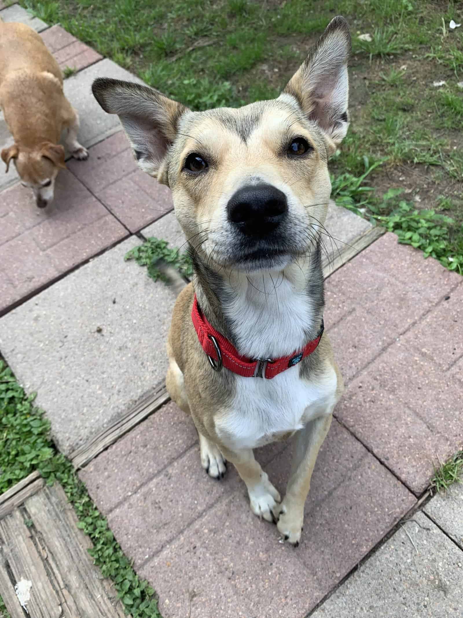 Adopt Stretch 1yo shepherd mix
