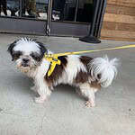adopt Luann, 8yo Shih Tzu
