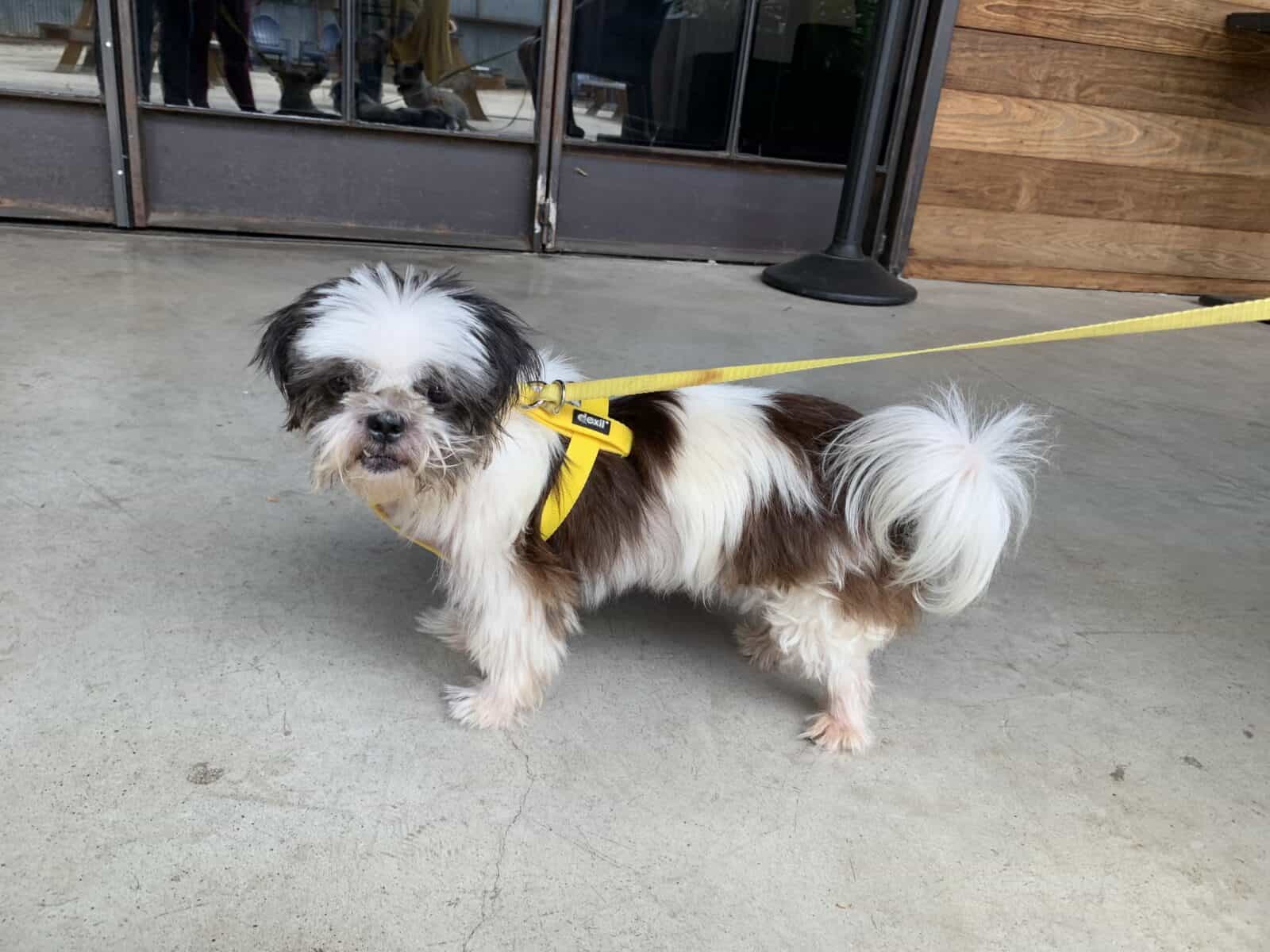adopt Luann, 8yo Shih Tzu