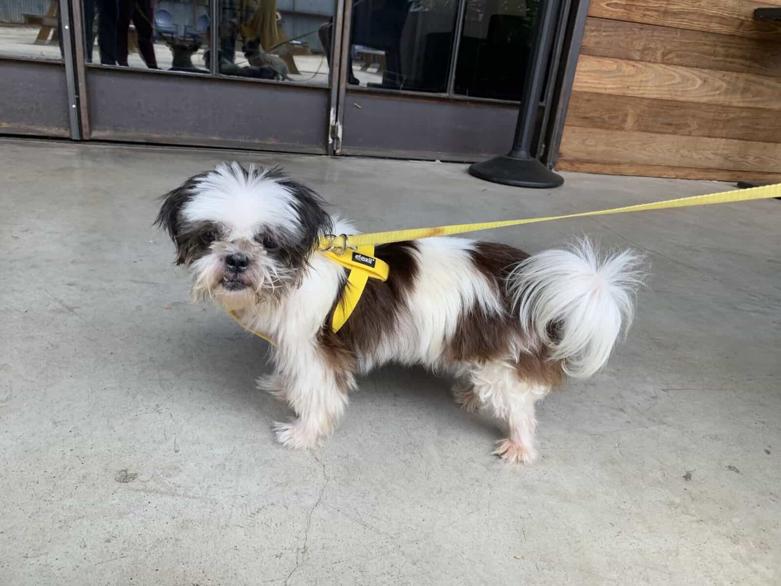 adopt Luann, 8yo Shih Tzu