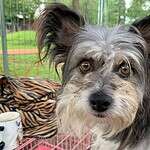 Adopt Crikey!, 5yo Chihuahua/ shihtzu/papillon mix