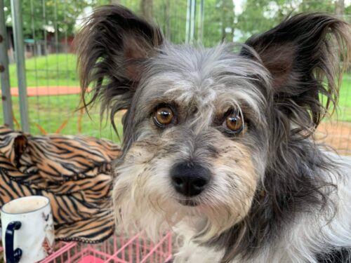 IMG-5660 Adopt Crikey!, 5yo Chihuahua/ shihtzu/papillon mix