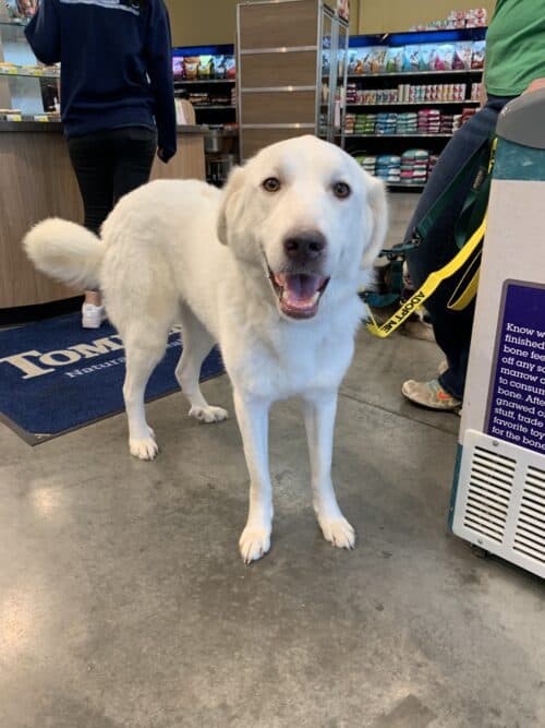 Adopt Zelda