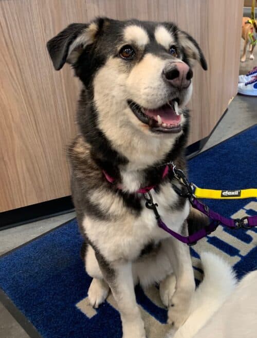 Adopt Olive
