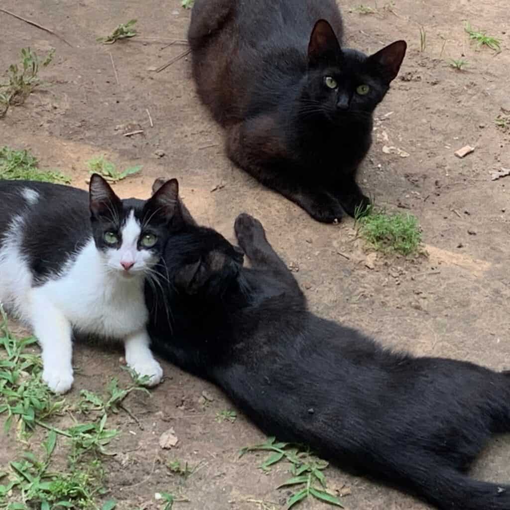 From Crisis to Hope: How New Hope Animal Rescue and Pflugerville Pets Alive Joined Forces to Rescue and Transform the Lives of 90 Cats and Their Overwhelmed Caregiver