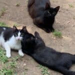 cats saved from hoarder situation