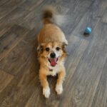 Adopt Peanut, mixed breed