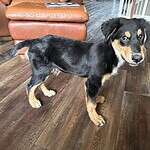 English Shepherd /Rottweiler mix puppy for adoption