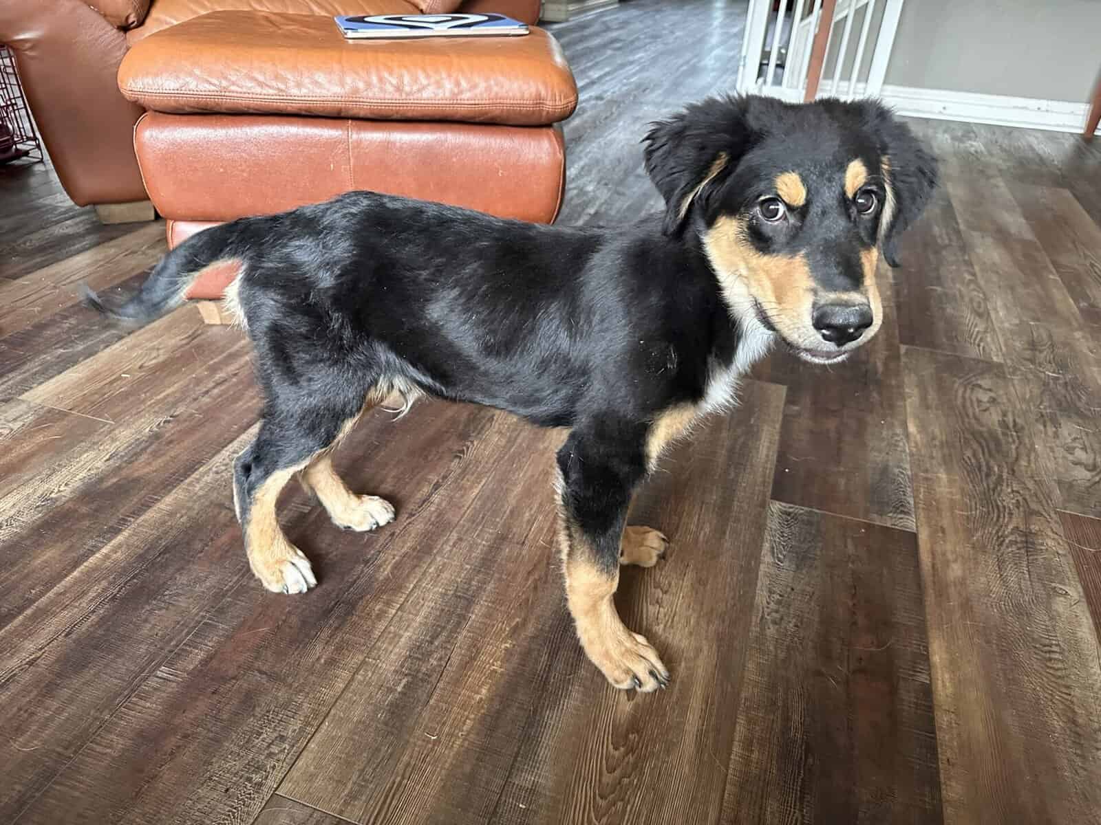 English Shepherd /Rottweiler mix puppy for adoption